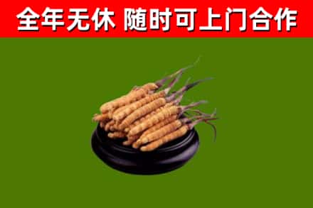 汕头市回收散虫草