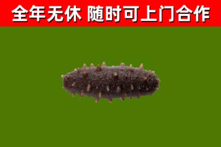 汕头市回收海参干